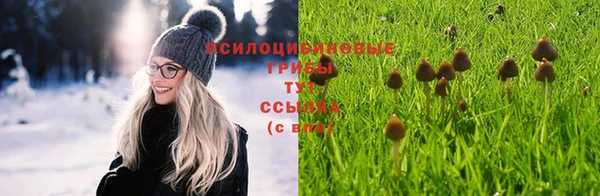 прущие грибы Белокуриха